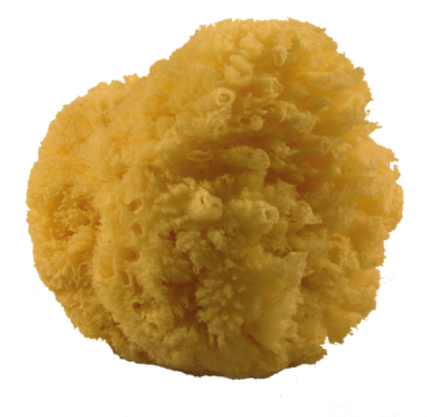 Sea sponge, natural, medium