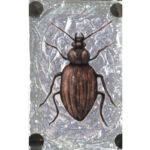 Beetle (5)