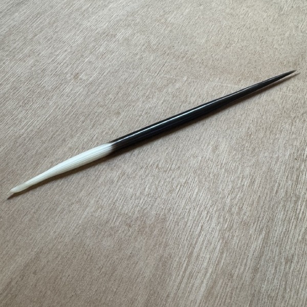 Porcupine quill / Stekel van stekelvarken
